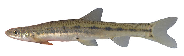 Kneria stappersii