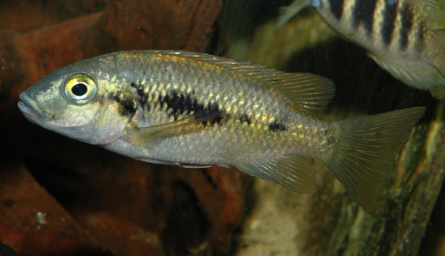 Konia eisentrauti