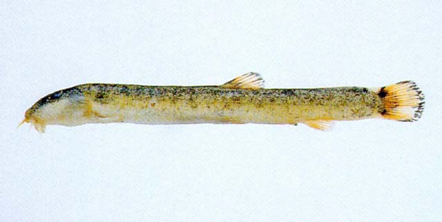 Korot_u0.jpg