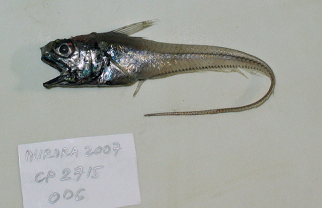 Kumba japonica