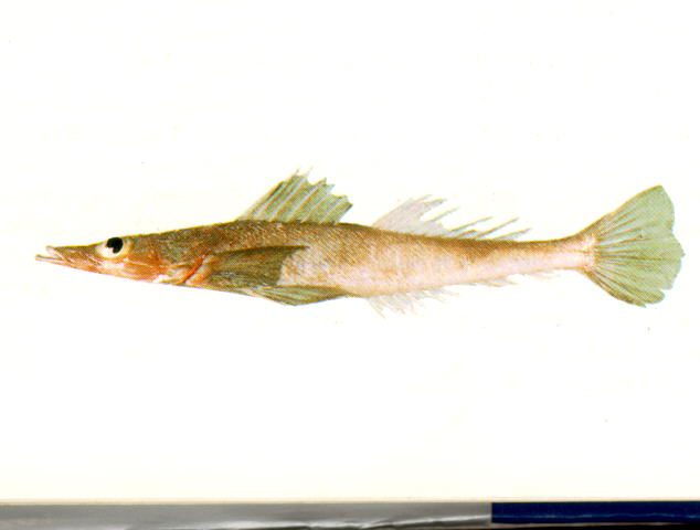Kumococius rodericensis