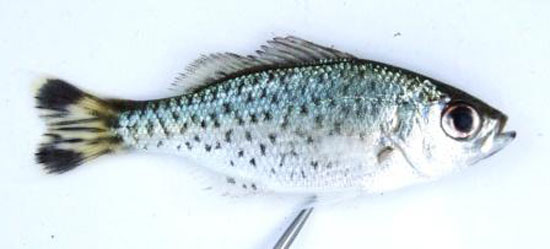 Kuhlia sauvagii