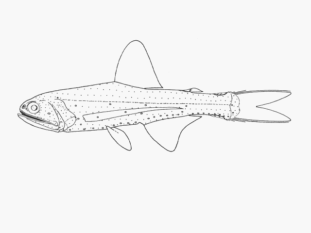 Lampanyctus alatus