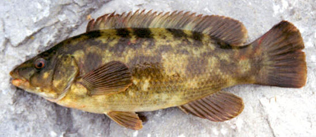 Labrus bergylta