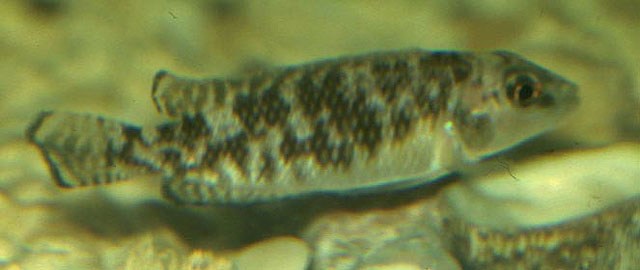 Lamprologus callipterus