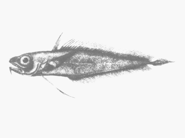 Laemonema compressicauda