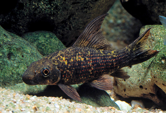 Labeo cyclorhynchus