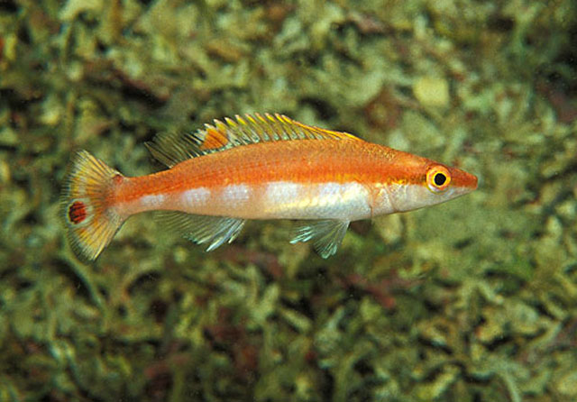 Lappanella fasciata