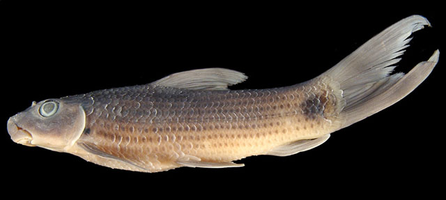 Labeo fulakariensis