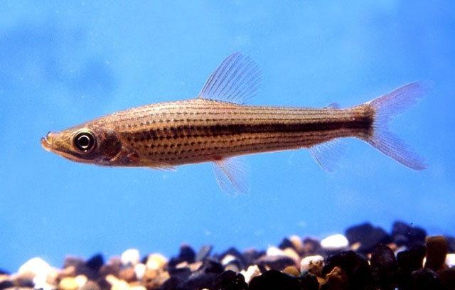 Laemolyta garmani