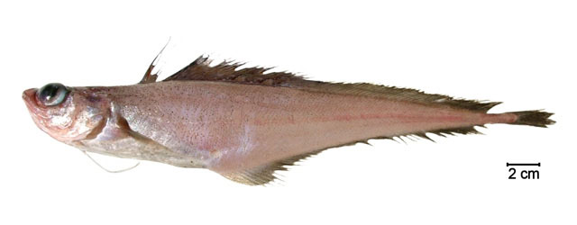 Laemonema goodebeanorum