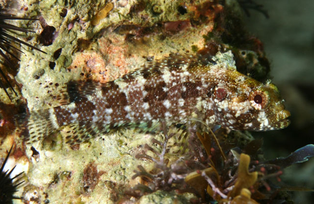 Gobioclinus guppyi