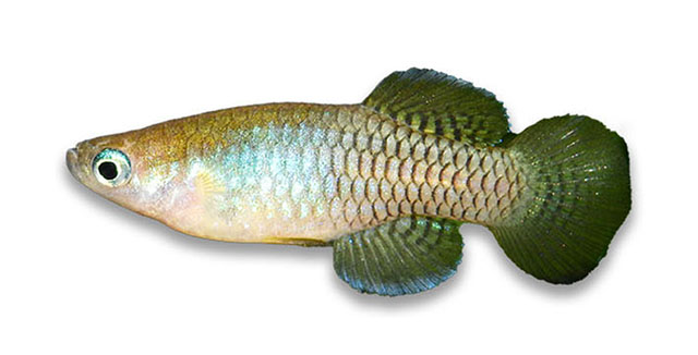 Lahut_u0.jpg