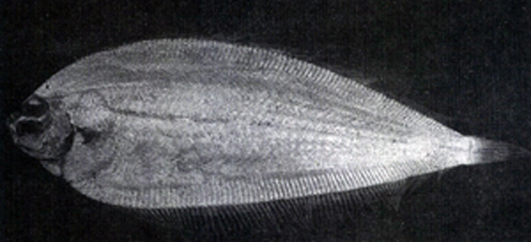 Laeops kitaharae