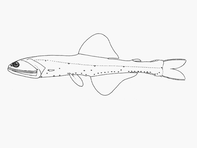 Lampanyctus lineatus