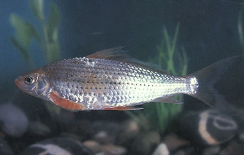 Labiobarbus lineatus