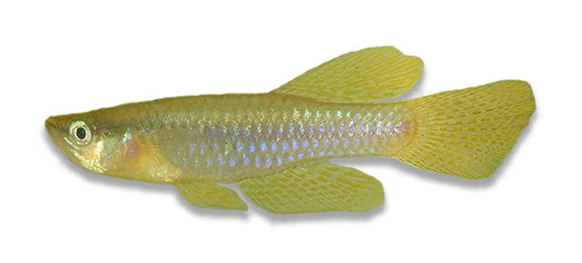 Lamoe_u0.jpg