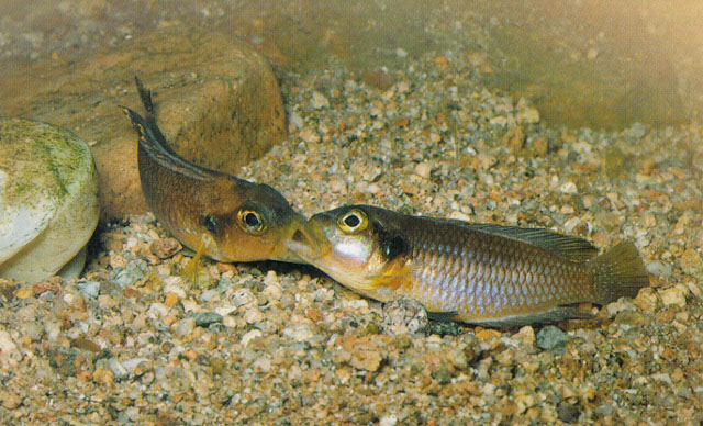 Lamprologus ocellatus