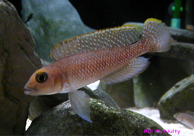Lamprologus ornatipinnis
