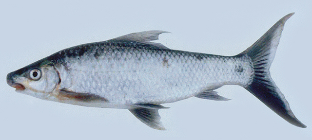 Labeo pierrei