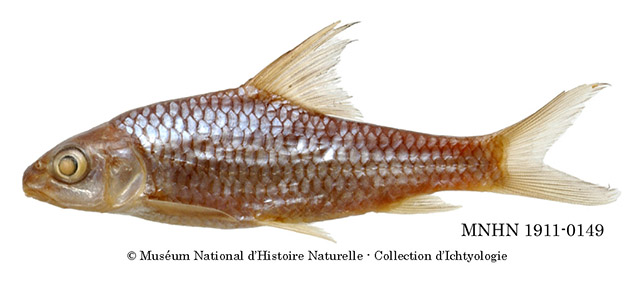 Labeobarbus rocadasi