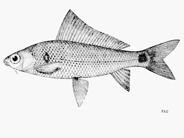 Labiobarbus siamensis