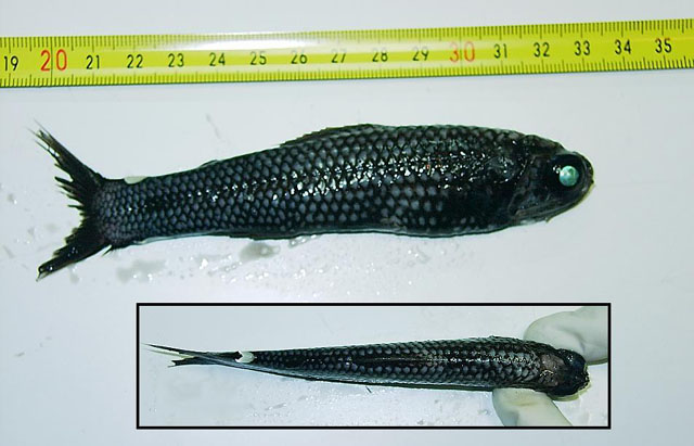 Lampadena speculigera