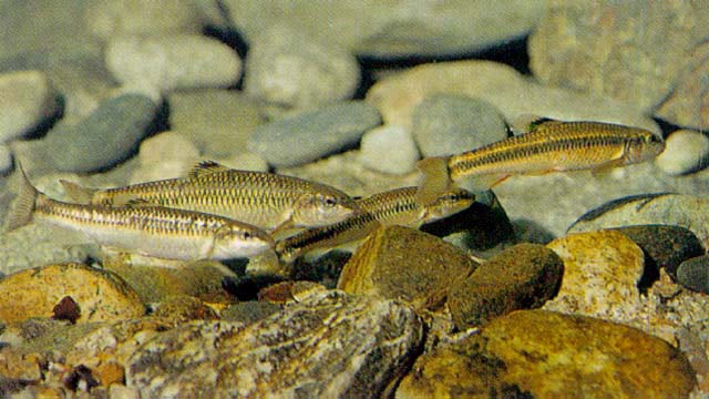 Ladislavia taczanowskii
