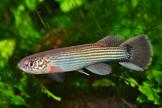 Laimosemion tecminae