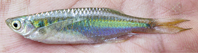 Laubuka tenella