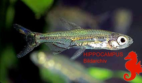 Lepidarchus adonis