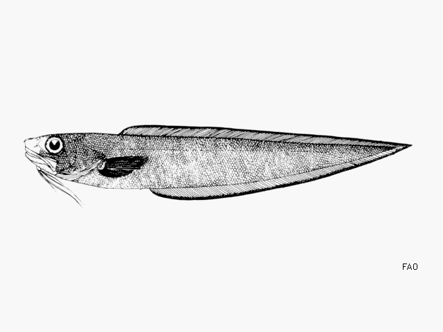 Lepophidium aporrhox