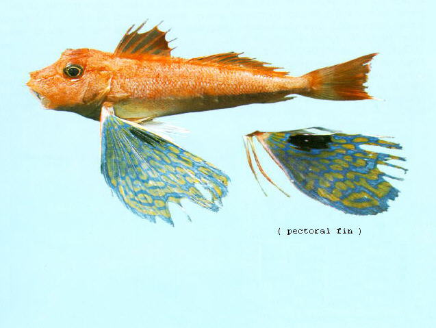 Lepidotrigla argus
