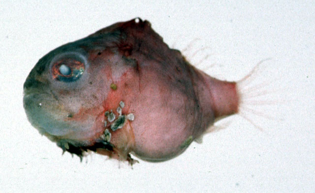 Eumicrotremus awae