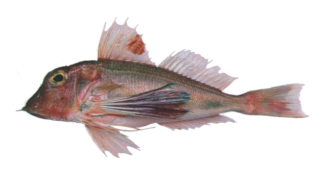 Lepidotrigla bispinosa