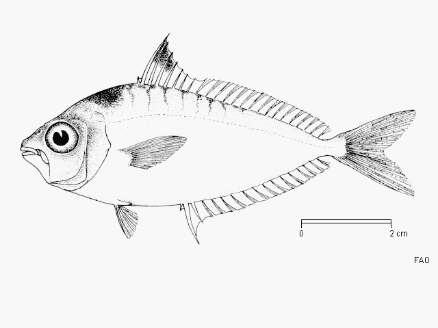 Nuchequula blochii