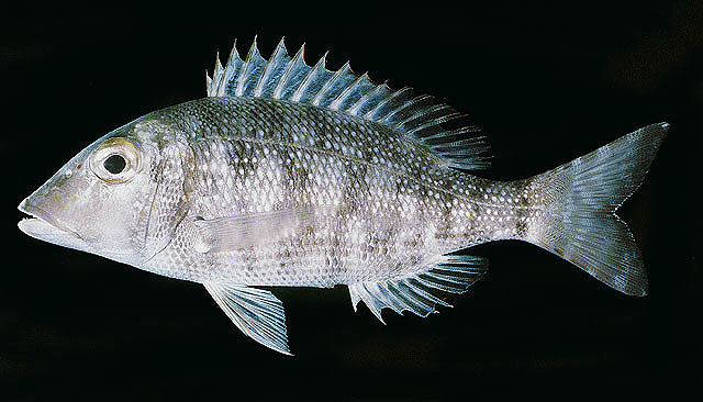 Lethrinus borbonicus