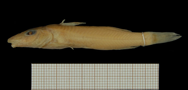 Leptoglanis bouilloni