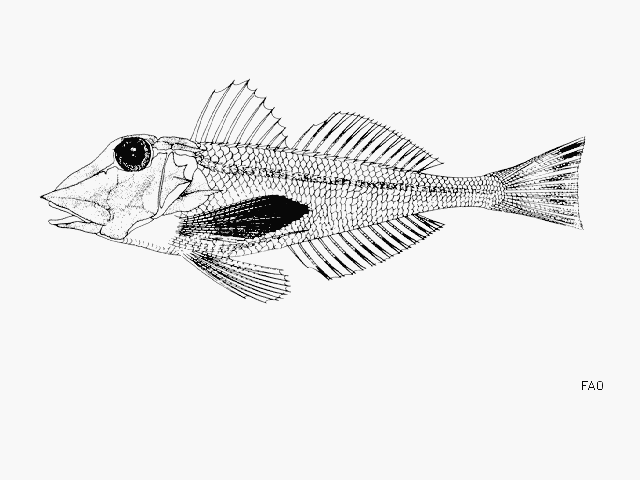 Lepidotrigla cadmani