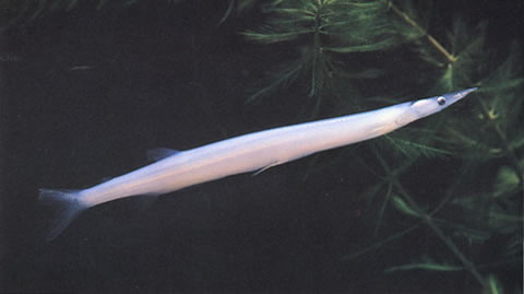 Lechi_u0.jpg