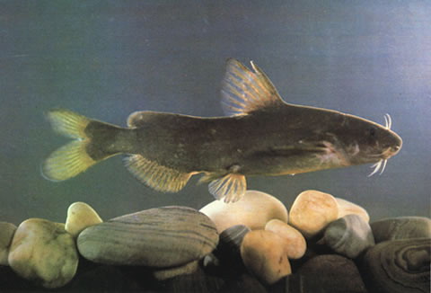 Tachysurus crassilabris