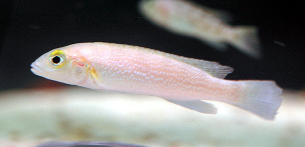 Neolamprologus cunningtoni