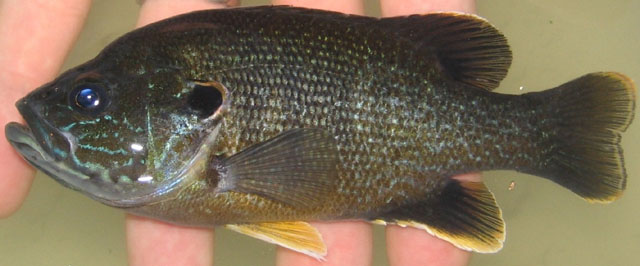 Lepomis cyanellus
