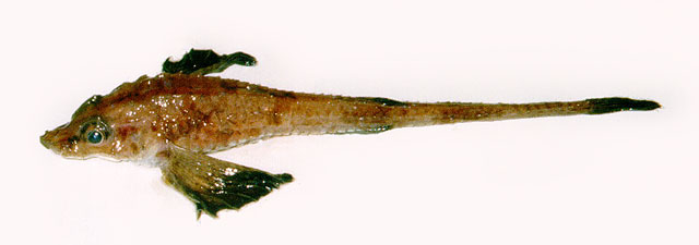 Ledec_u1.jpg