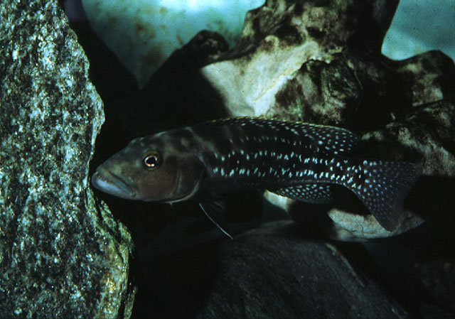 Lepidiolamprologus elongatus