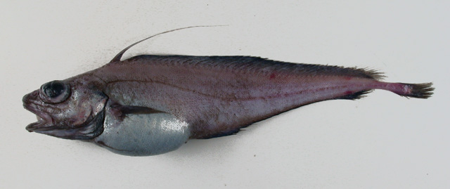 Lepidion lepidion