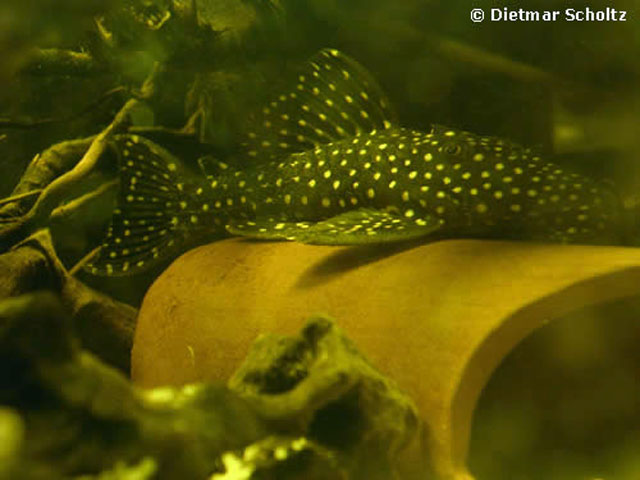 Leporacanthicus galaxias