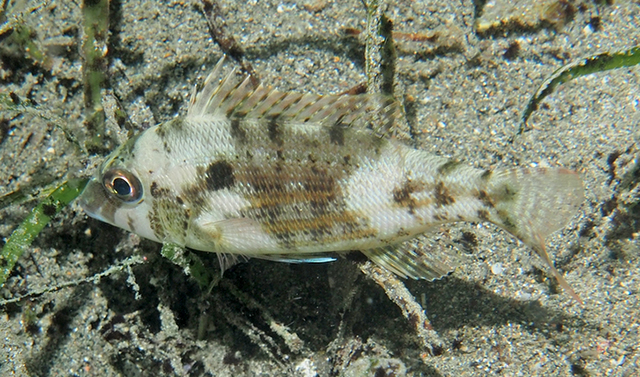 Lethrinus genivittatus