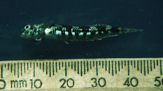 Lepidoblennius haplodactylus