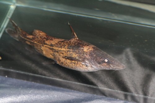 Leiocassis hosii